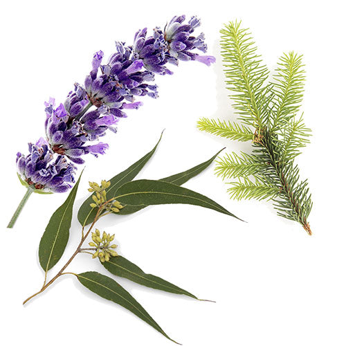 AromaMist Essential Oils 3-Pack, 4oz Bottles